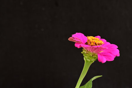 Pink zinnia flower on black background with copy space for textの写真素材