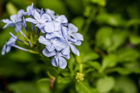 Blue flower of Cape leadwort (Plumbago auriculata)の写真素材