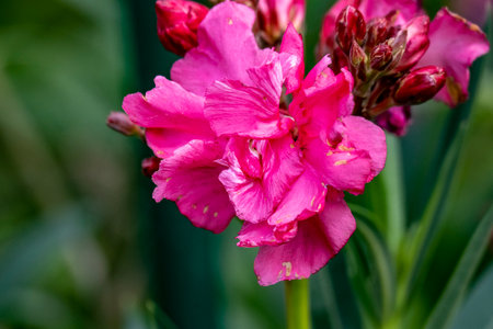 Beautiful pink oleander flowers in a garden in summer.の写真素材