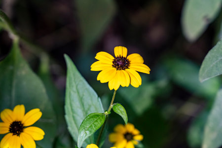 Yellow flower in the garden. Macro shot. Shallow depth of field.の写真素材