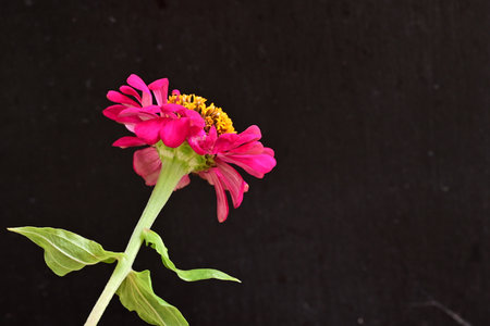 pink zinnia flower isolated on black background with copy spaceの写真素材