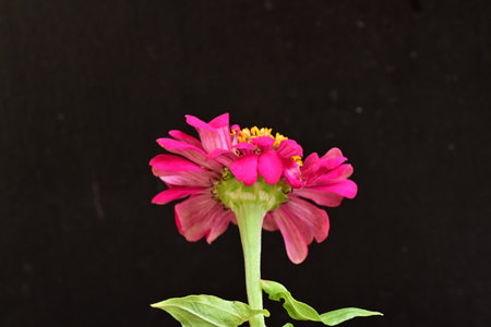 Pink zinnia flower on black background, closeup of photoの写真素材