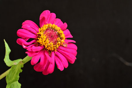 pink zinnia flower on black background with space for textの写真素材