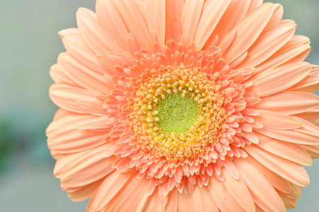 Orange gerbera daisy flower closeup. Natural background.の写真素材