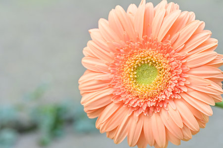 Orange gerbera flower in the garden, closeup of photoの写真素材