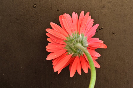 Red gerbera flower on a black background, closeup of photoの写真素材