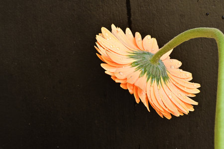 Orange gerbera flower on black wooden background with copy space.の写真素材