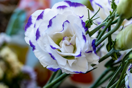 Beautiful eustoma flowers, close-up, selective focusの写真素材