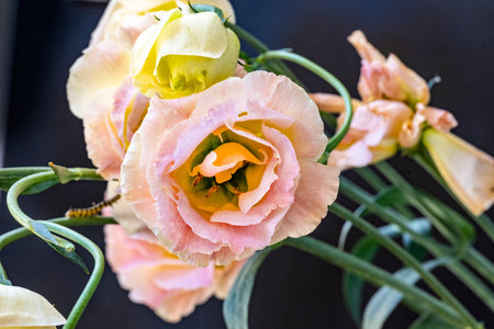 Bouquet of eustoma flowers on a black background.の写真素材