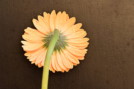 Orange gerbera flower on a brown background with water dropletsの写真素材