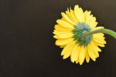 Yellow gerbera flower with water drops on a black background.の写真素材