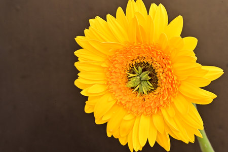 Beautiful yellow gerbera flower on dark background, closeupの写真素材