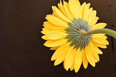 Yellow gerbera flower on brown wooden background, top view.の写真素材