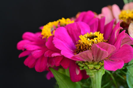 Colorful zinnia flowers on black background, close-upの写真素材