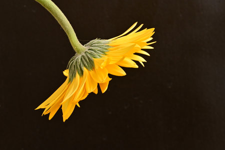 yellow gerbera flower on black background, closeup of photoの写真素材