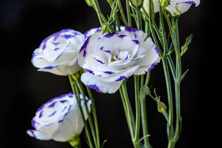 Bouquet of eustoma flowers on a black background.の写真素材