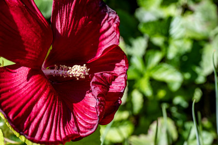 Red hibiscus flower on a green background close-upの写真素材