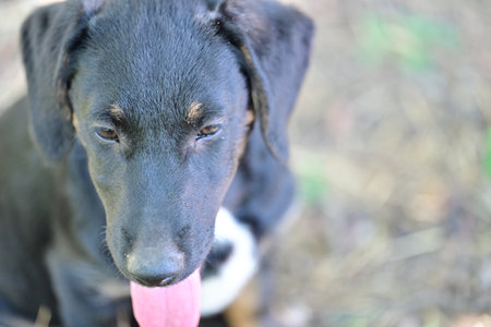Black dog on a walk in the park. Selective focus.