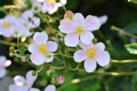 Japanese anemone (Anemone japonica) flowers