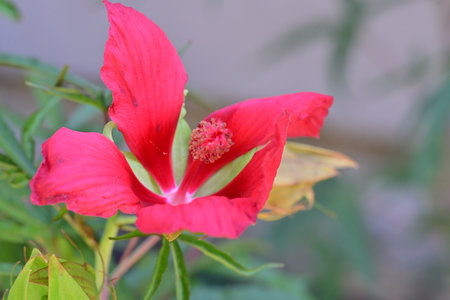 Red hibiscus flower with green leaves in the garden.の写真素材