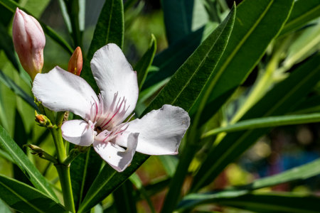 Nerium oleander is a species of flowering plant in the Oleander family.の写真素材