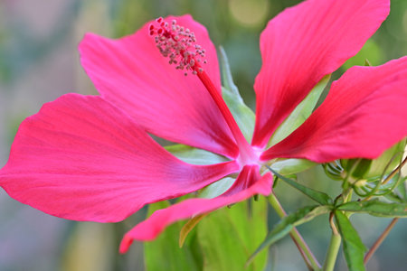 Hibiscus flower in the garden, closeup of photoの写真素材