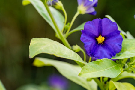 Close up of a purple flower in the garden with blurred background.の写真素材