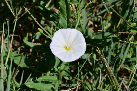 Ipomoea pes-caprae, white flower