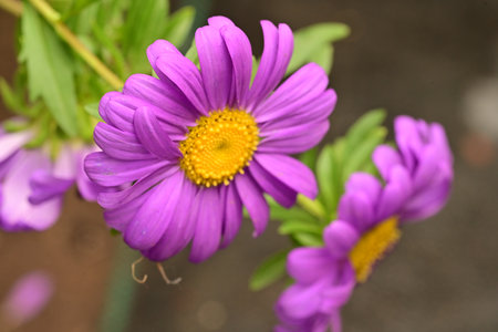 Purple daisy flower blooming in the garden, stock photo
