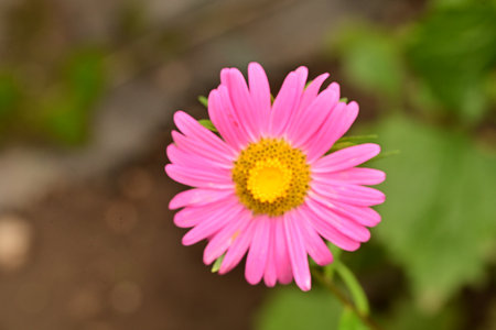 pink daisy flower in the garden with green leaf background.の写真素材