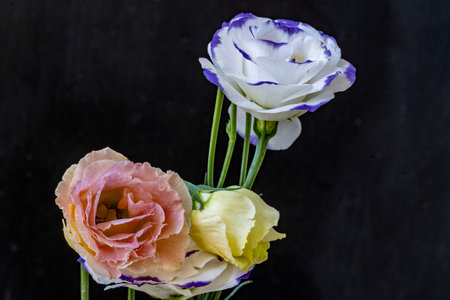 Bouquet of eustoma flowers on a black background.の写真素材