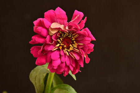 beautiful pink zinnia flower on a dark background close upの写真素材