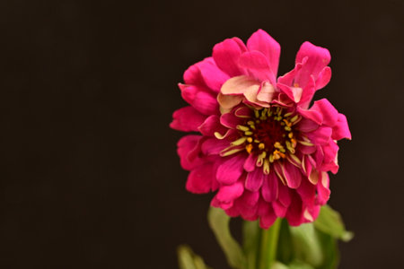 Pink zinnia flower on black background with copy space for textの写真素材