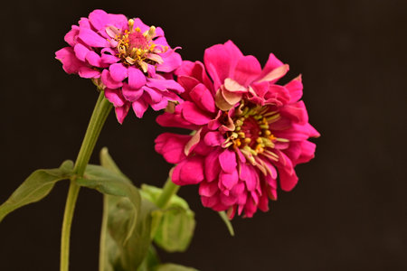 pink zinnia flowers on a dark background close-upの写真素材