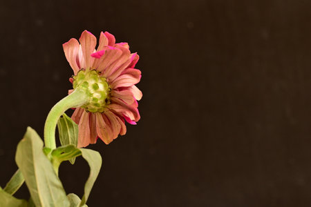 Zinnia flower isolated on black background with copy space for textの写真素材