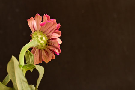 pink zinnia flower on black background with space for textの写真素材