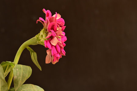 Pink zinnia flower on a black background with space for text