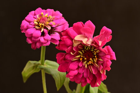 Zinnia flowers isolated on black background. Zinnia elegans
