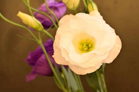 Beautiful eustoma flowers in vase, closeup of photoの写真素材