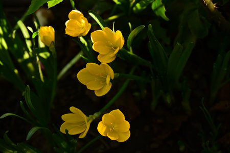 Yellow crocuses in the garden, close-up, selective focus