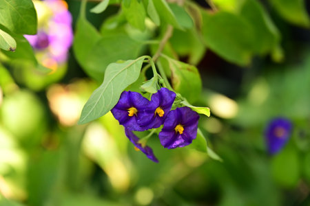 Purple flower in the garden with green leaf background, stock photoの写真素材