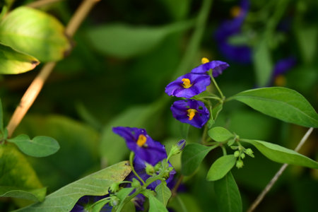 Close up of purple flowers with green leaves in the garden background.の写真素材