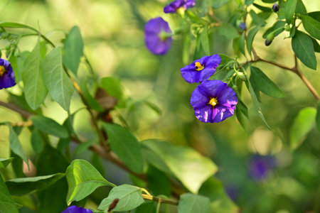 Purple flowers and green leaves in the garden. Selective focus.の写真素材