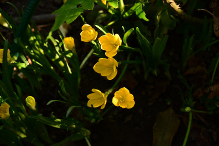 Yellow flowers of Ranunculus vernalis in the spring garden