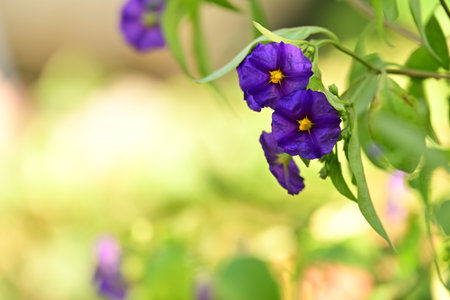purple flowers in the garden with bokeh background and copy spaceの写真素材