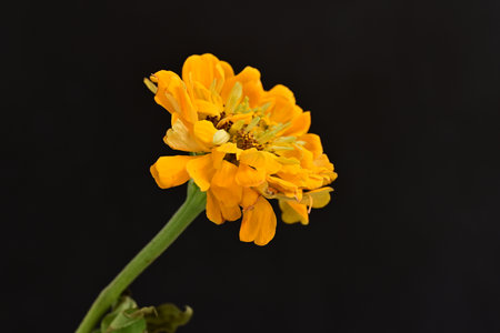 Zinnia flower isolated on black background. (Zinnia violacea Cav.)の写真素材
