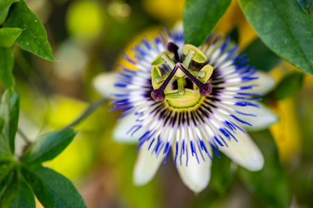 Close up of passionflower, Passiflora caeruleaの写真素材