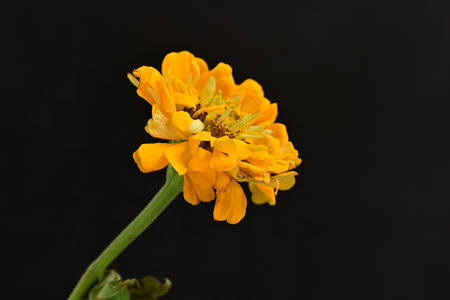 Zinnia elegans is also a genus of annual and perennial plants.の写真素材