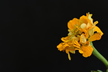 Marigold flower isolated on black background with copy space for text