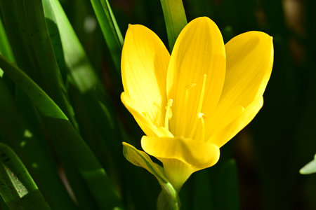 yellow crocus in the garden, close-up of a flower